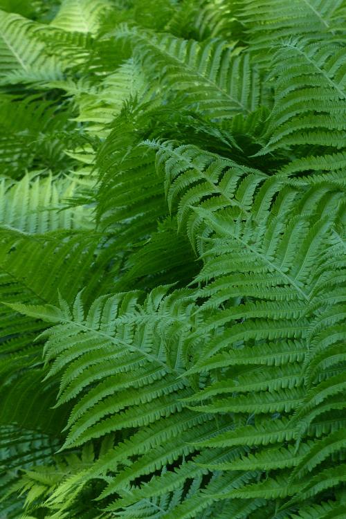 files/shutterstock_1090578911.jpg